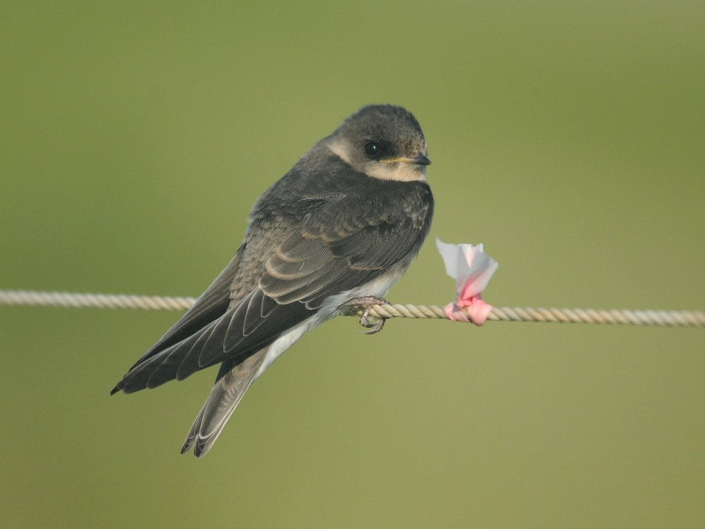 BANS-AE_Bank-Swallow