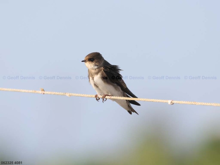 BANS-AQ_Bank-Swallow