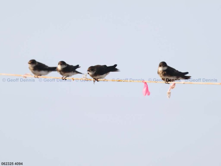 BANS-AR_Bank-Swallow
