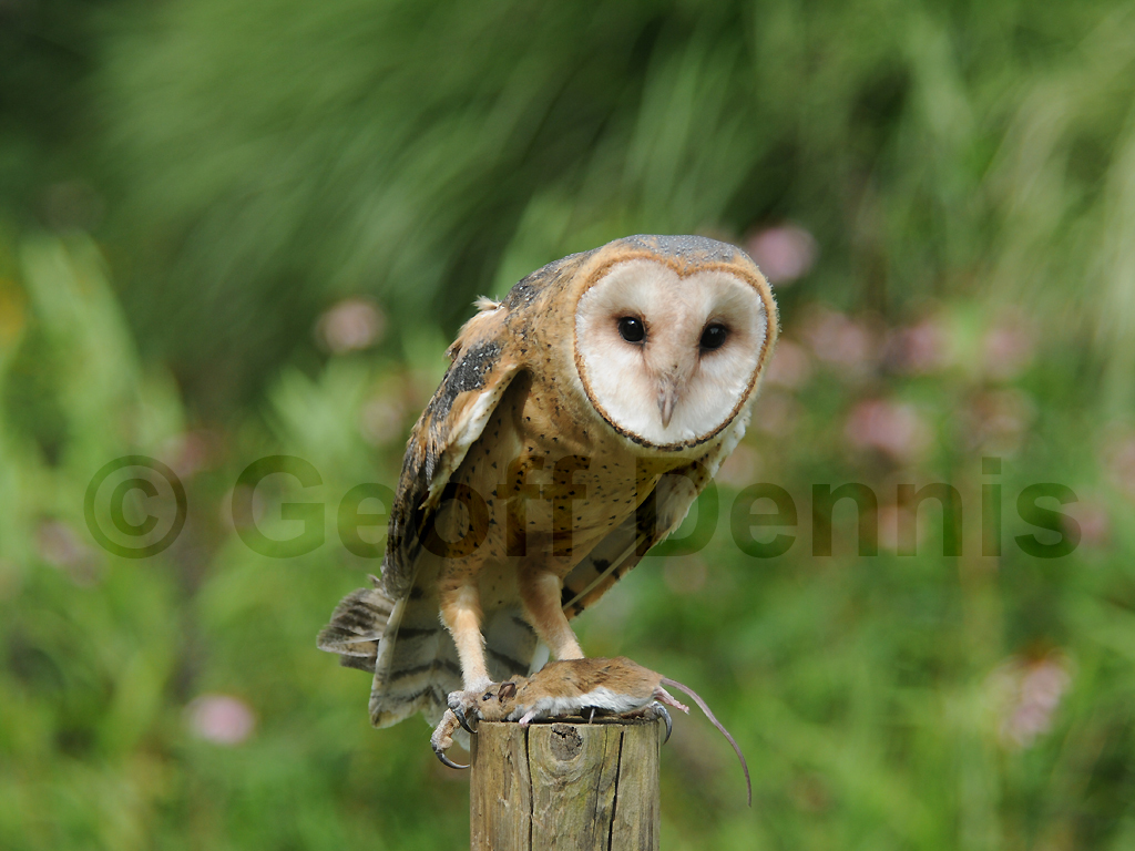 BNOW-AF_Barn-Owl