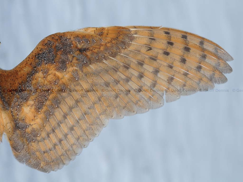 BNOW-BA_Barn-Owl