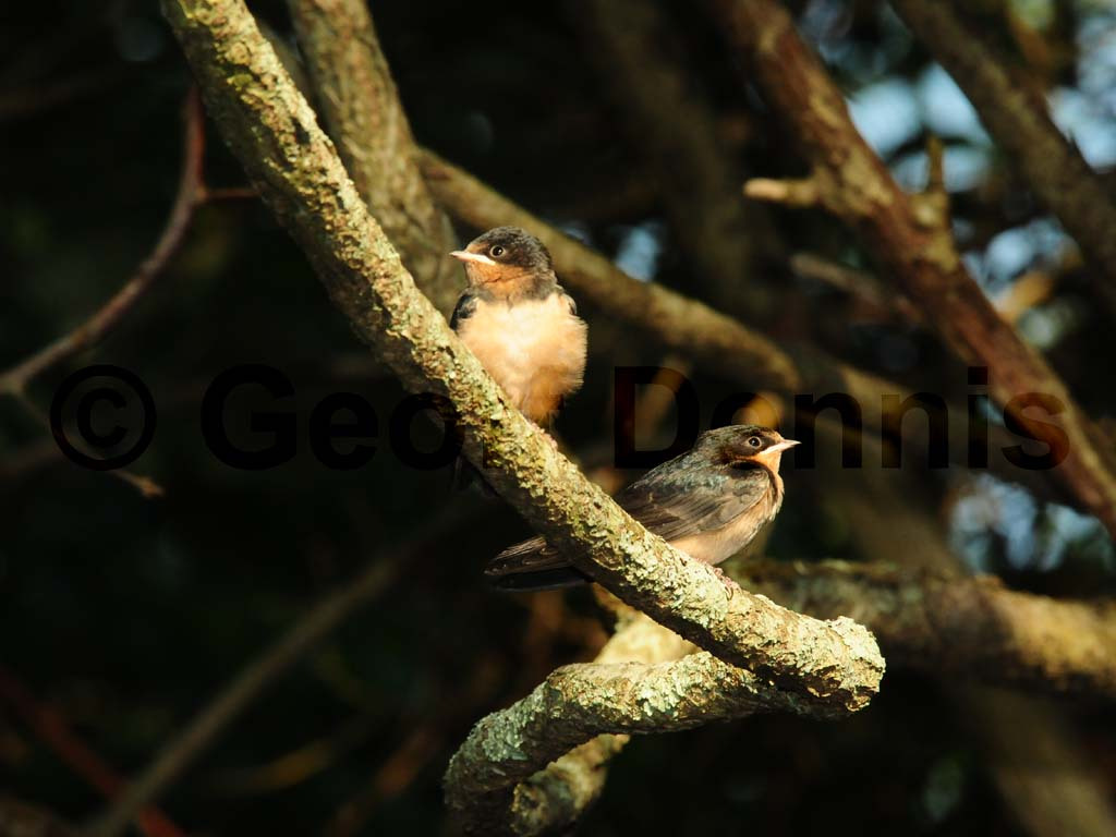 BARS-AA_Barn-Swallow