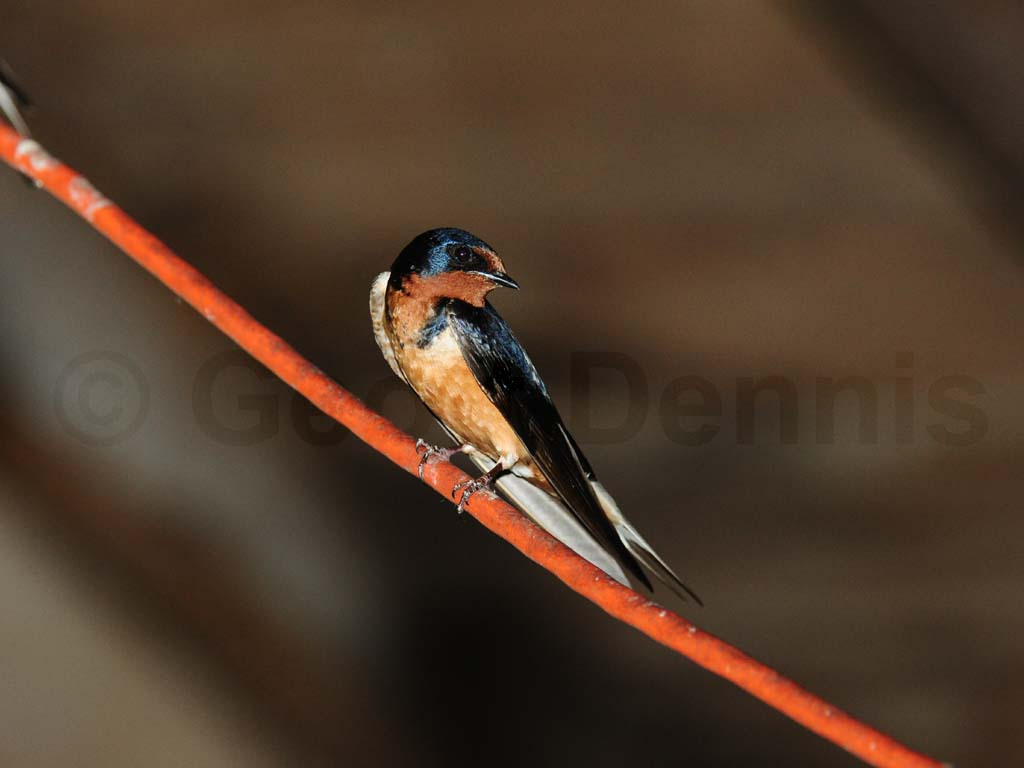 BARS-AB_Barn-Swallow
