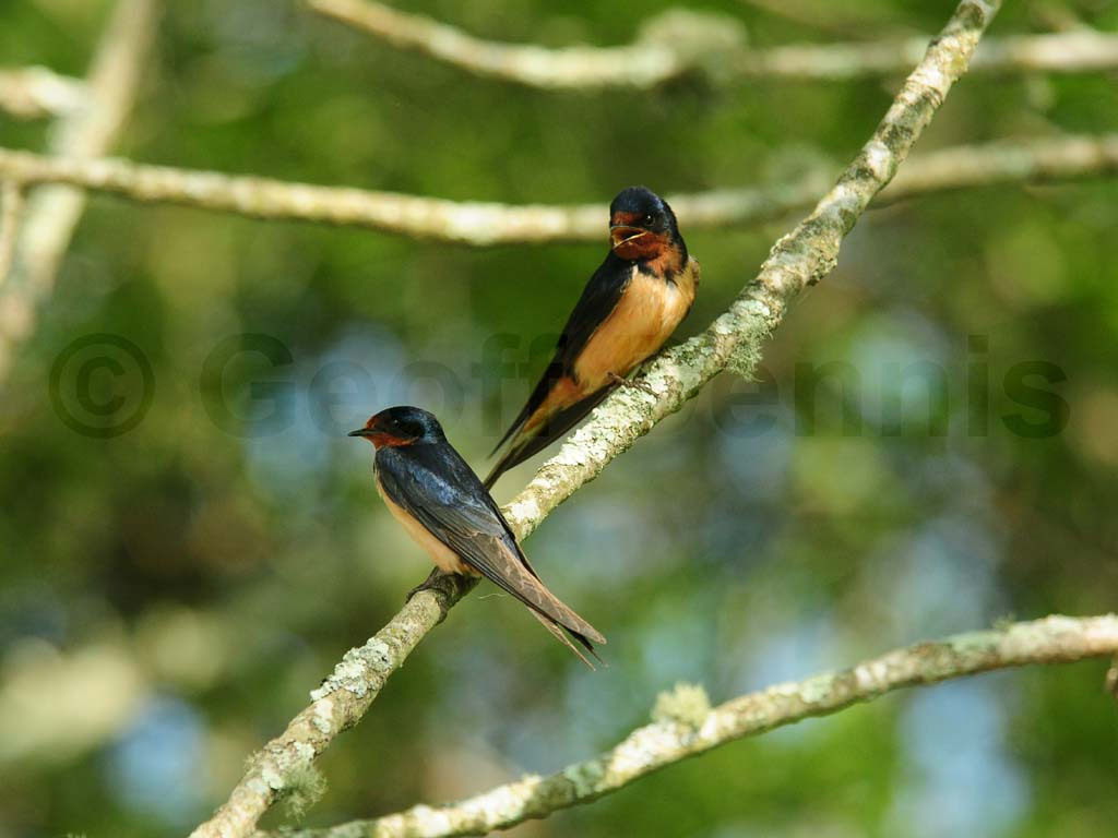 BARS-AC_Barn-Swallow