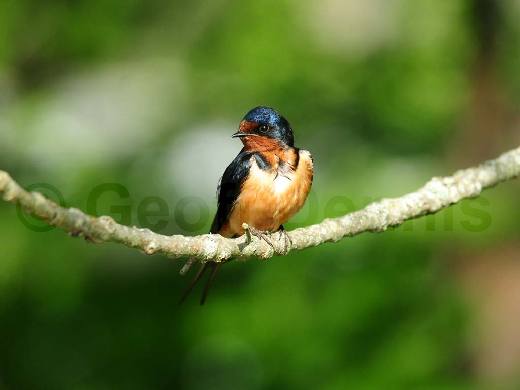 BARS-AD_Barn-Swallow