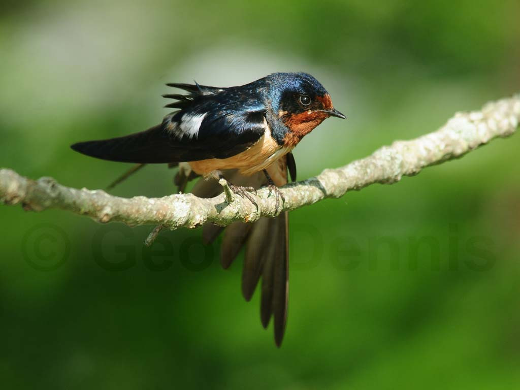 BARS-AE_Barn-Swallow