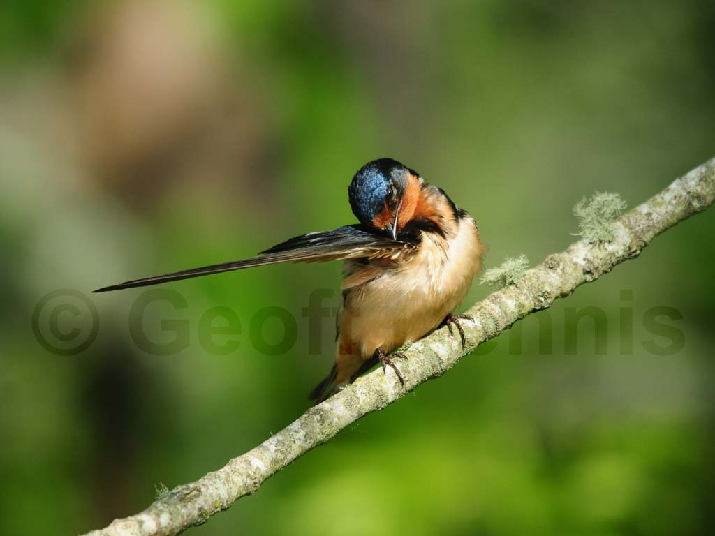 BARS-AF_Barn-Swallow