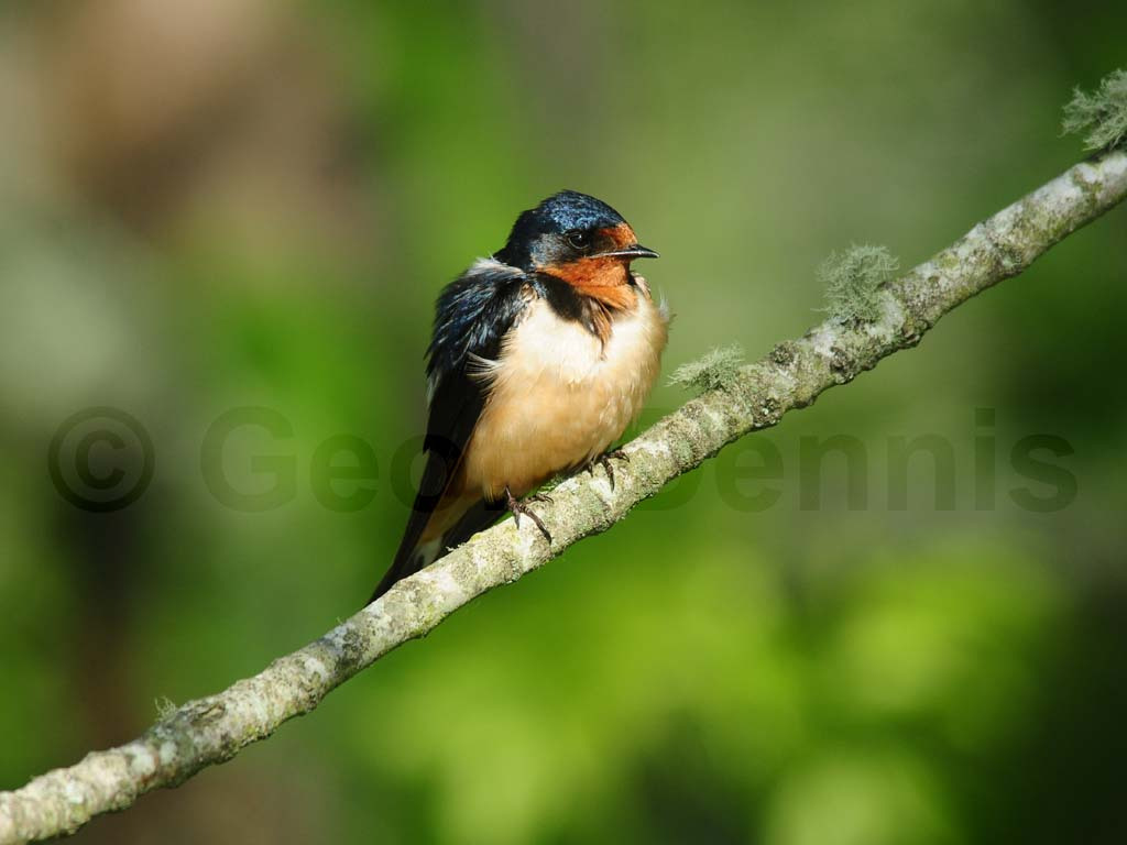 BARS-AG_Barn-Swallow