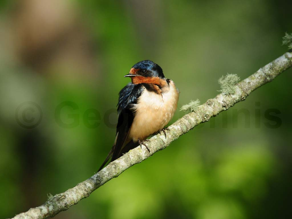 BARS-AH_Barn-Swallow