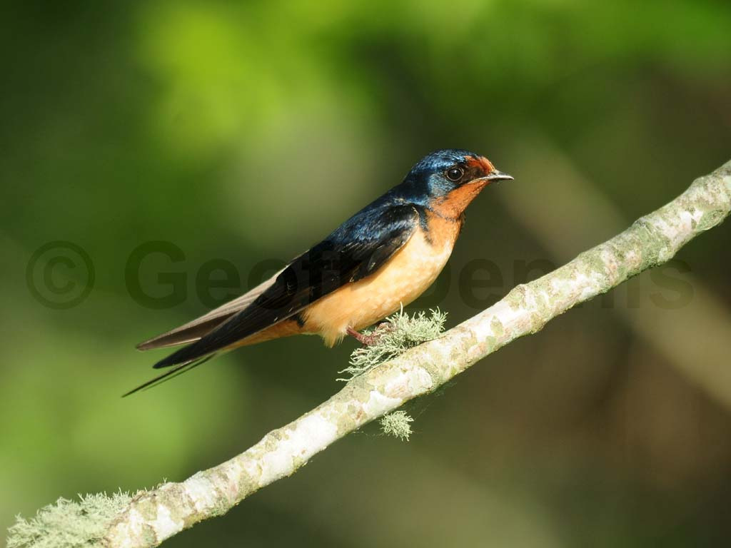 BARS-AI_Barn-Swallow