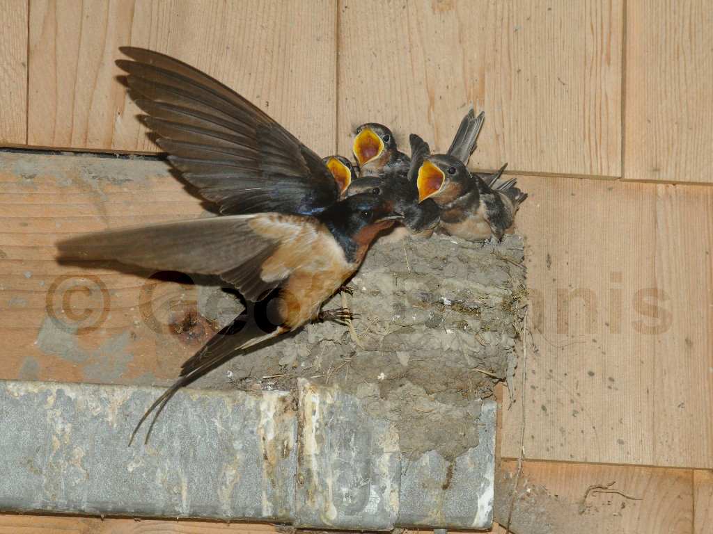 BARS-AJ_Barn-Swallow