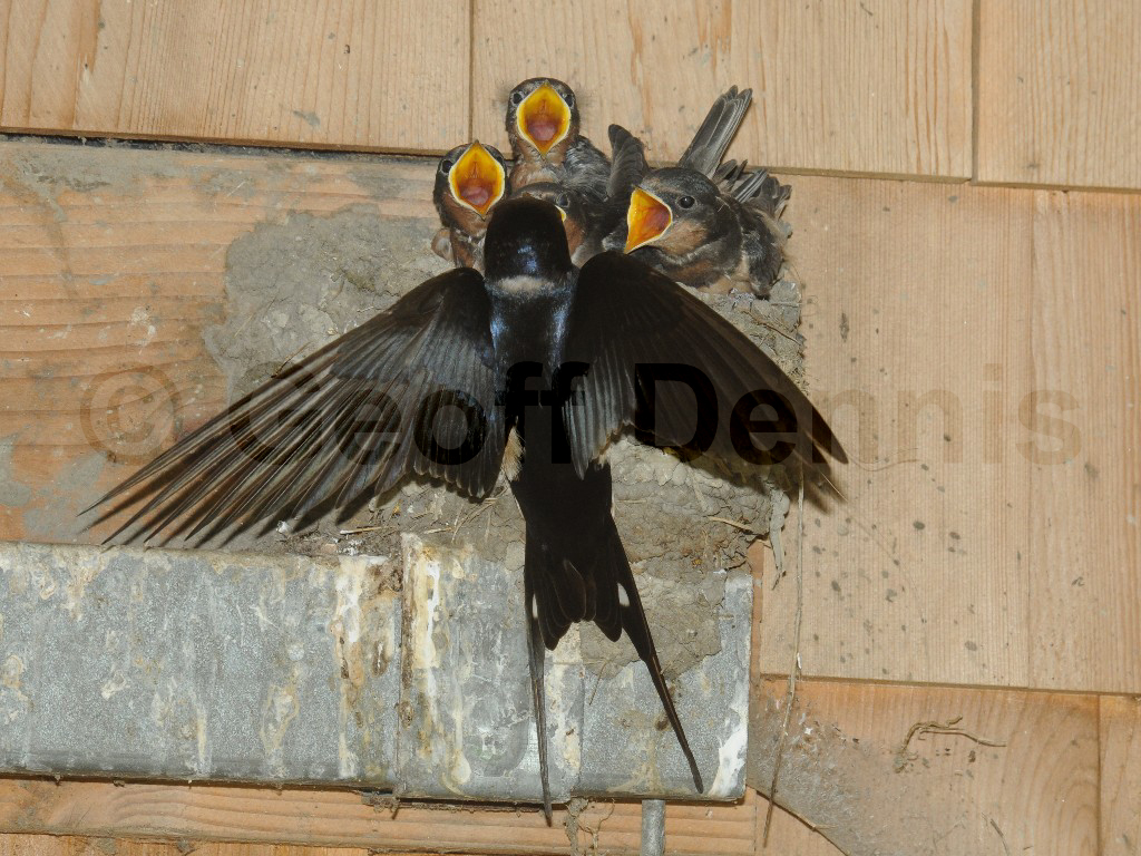 BARS-AK_Barn-Swallow