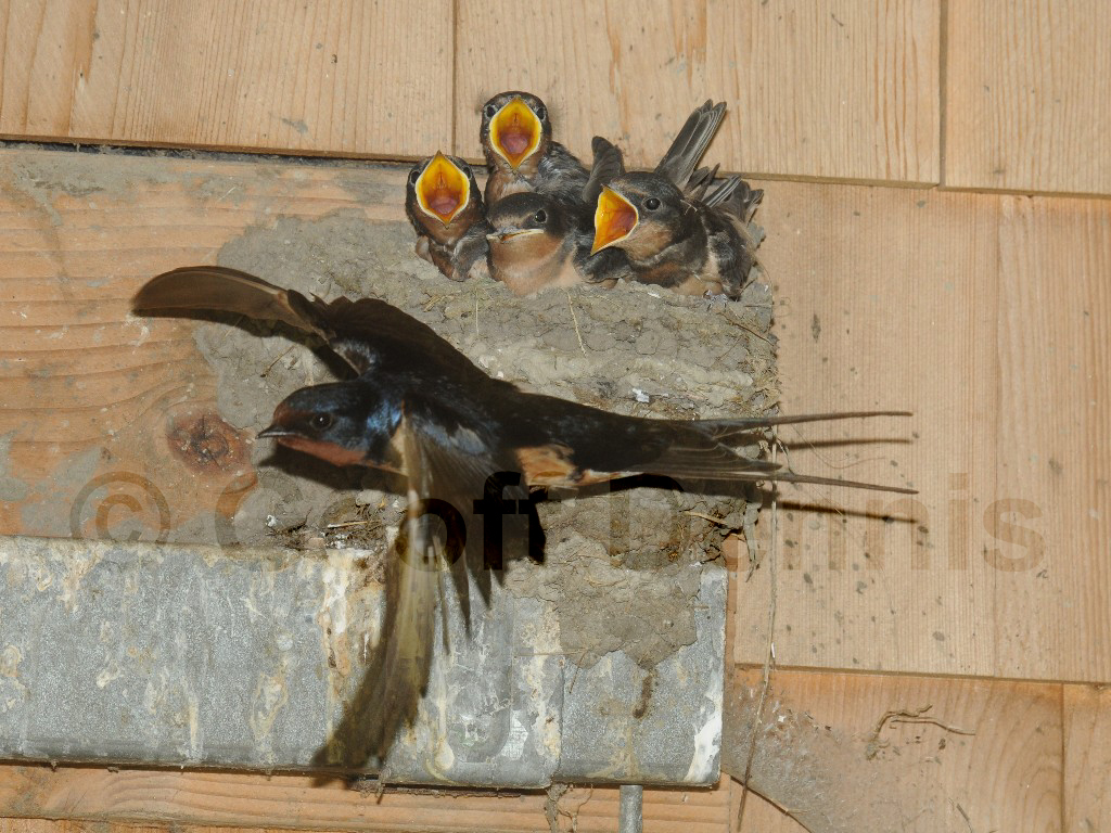 BARS-AL_Barn-Swallow
