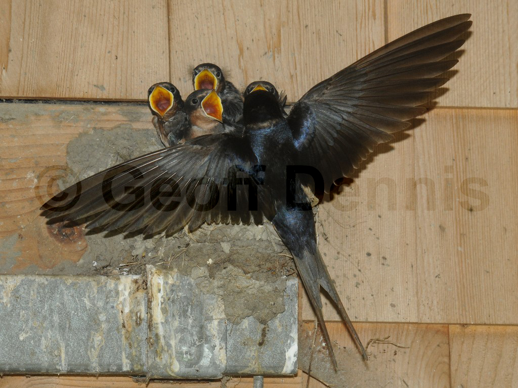 BARS-AM_Barn-Swallow