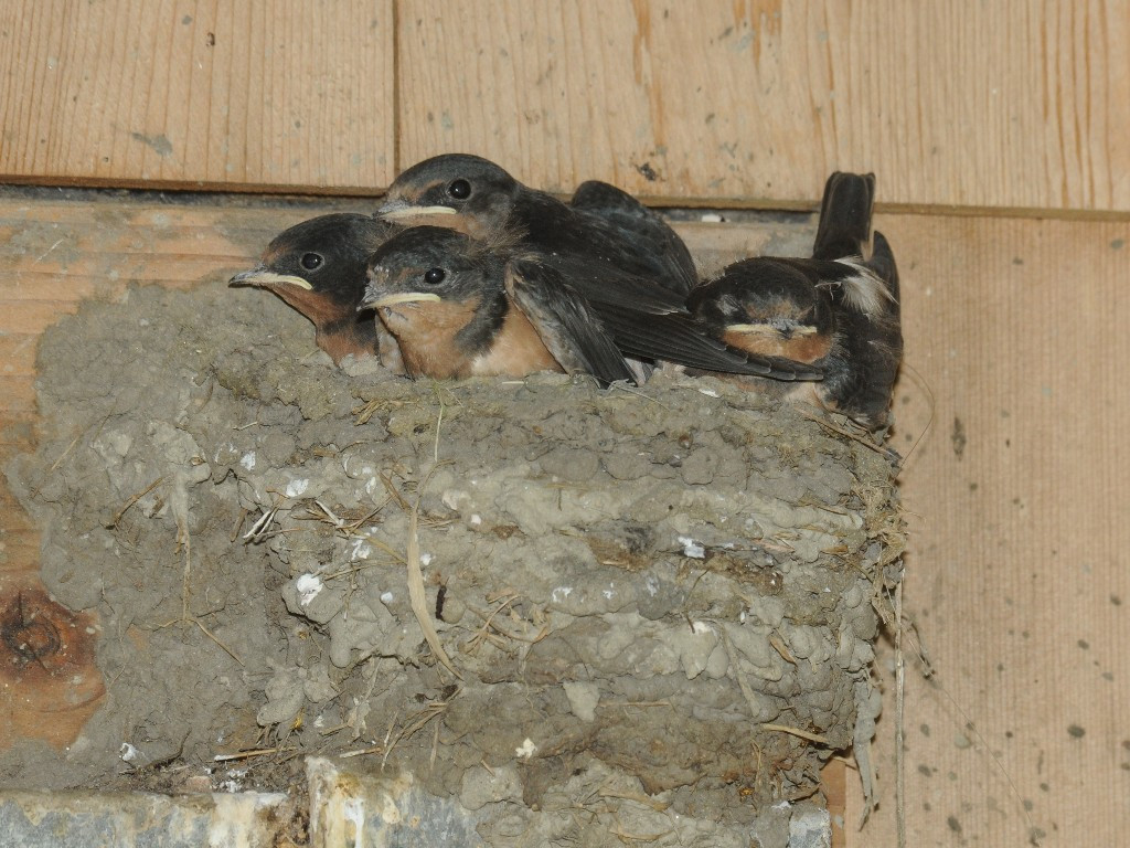 BARS-AN_Barn-Swallow