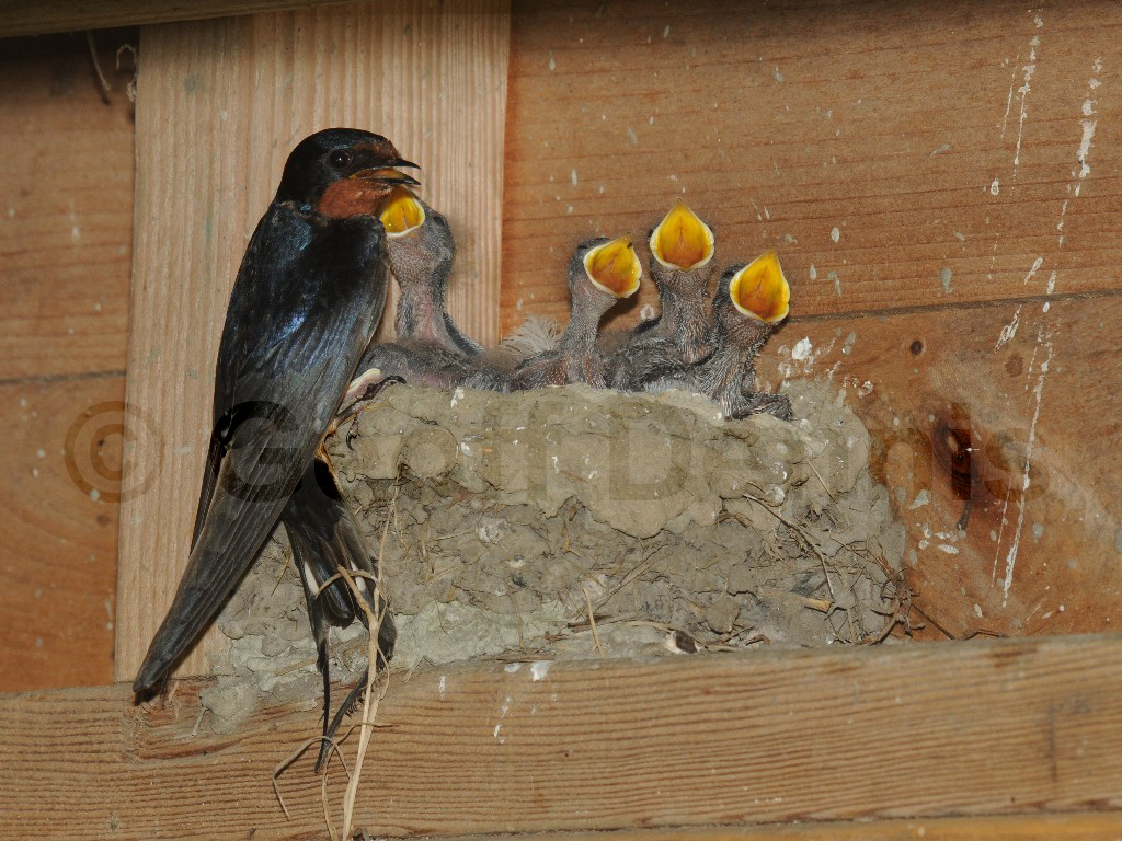 BARS-AO_Barn-Swallow