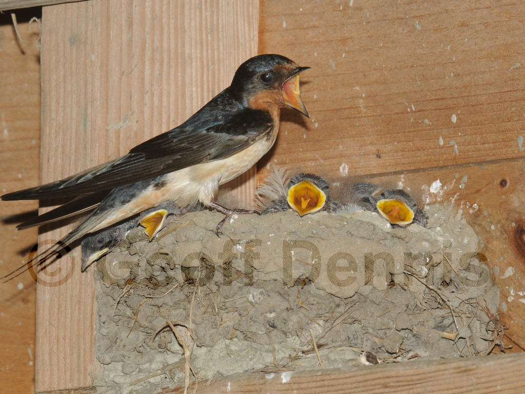 BARS-AP_Barn-Swallow