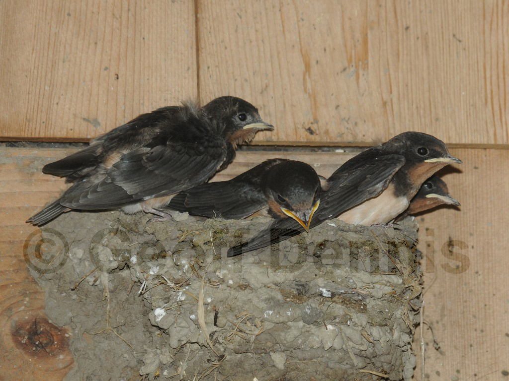 BARS-AQ_Barn-Swallow