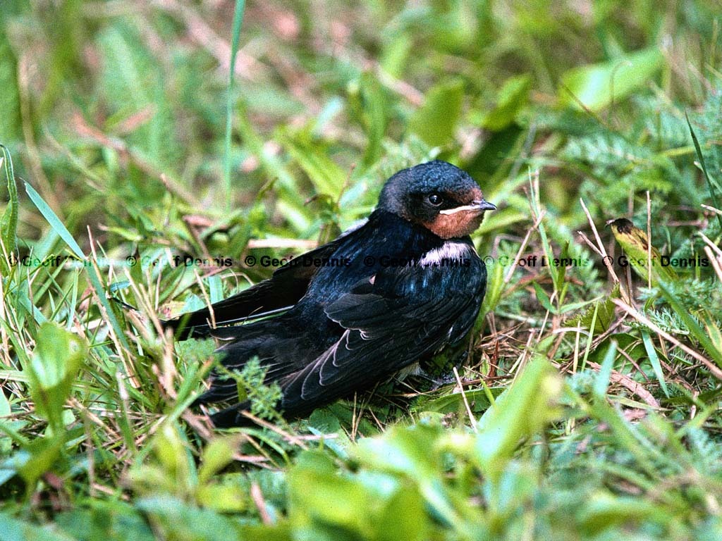 BARS-AS_Barn-Swallow