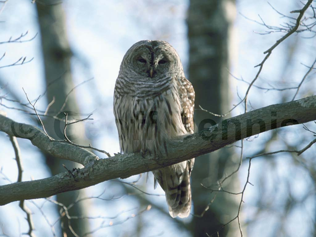 BAOW-AA_Barred-Owl