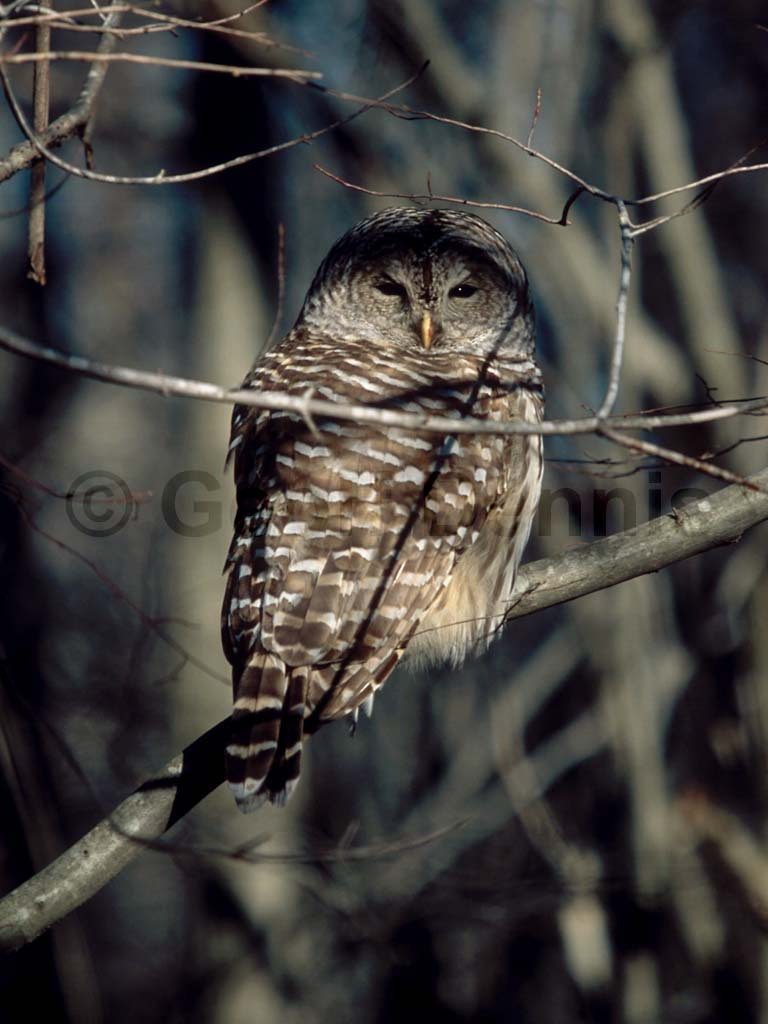 BAOW-AB_Barred-Owl