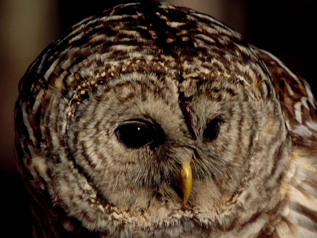 BAOW-AC_Barred-Owl