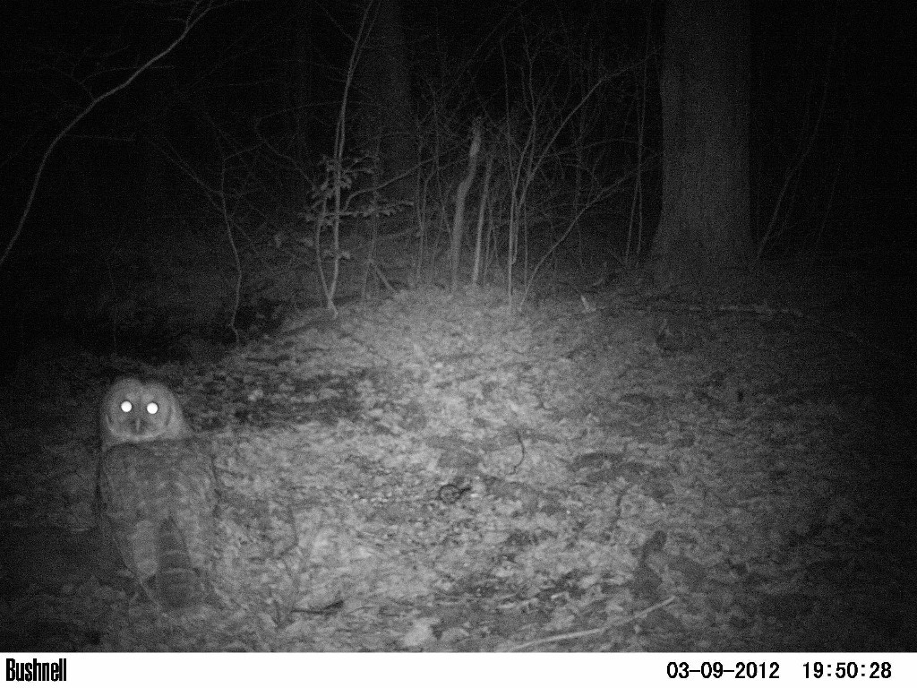 BAOW-AE_Barred-Owl