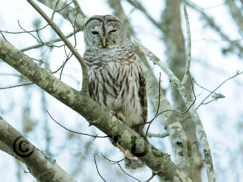 BAOW-AF_Barred-Owl