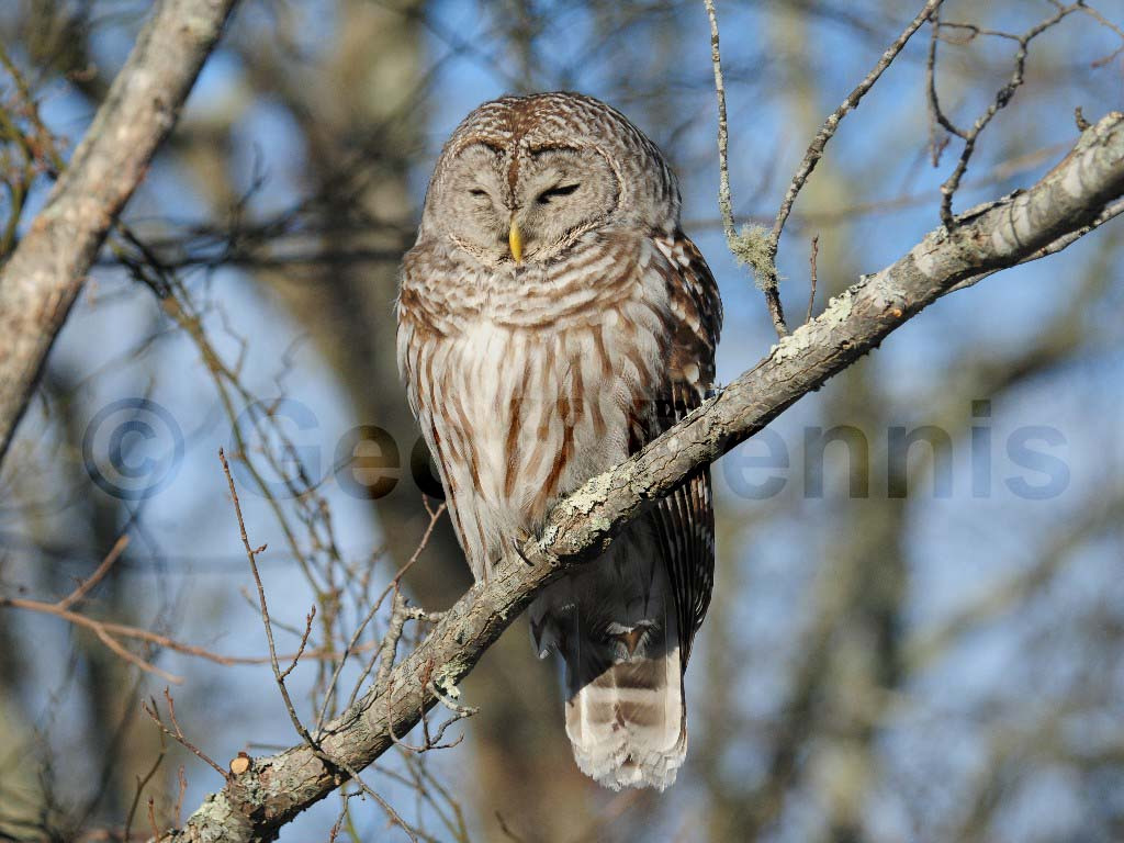 BAOW-AG_Barred-Owl