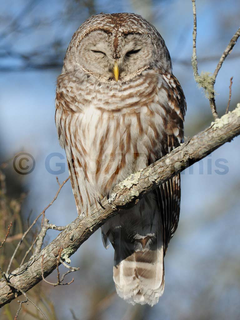 BAOW-AH_Barred-Owl