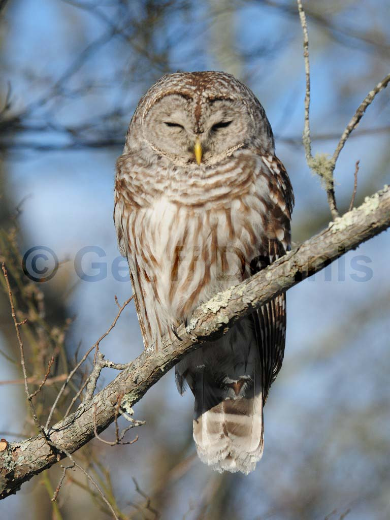BAOW-AI_Barred-Owl