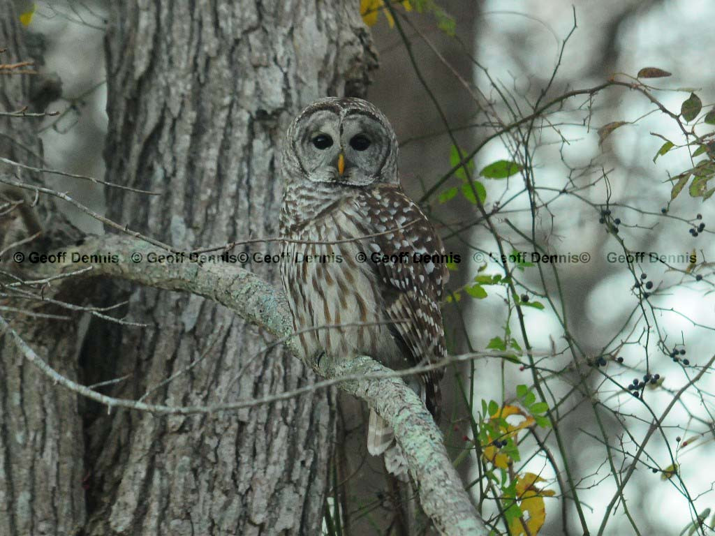 BAOW-AJ_Barred-Owl