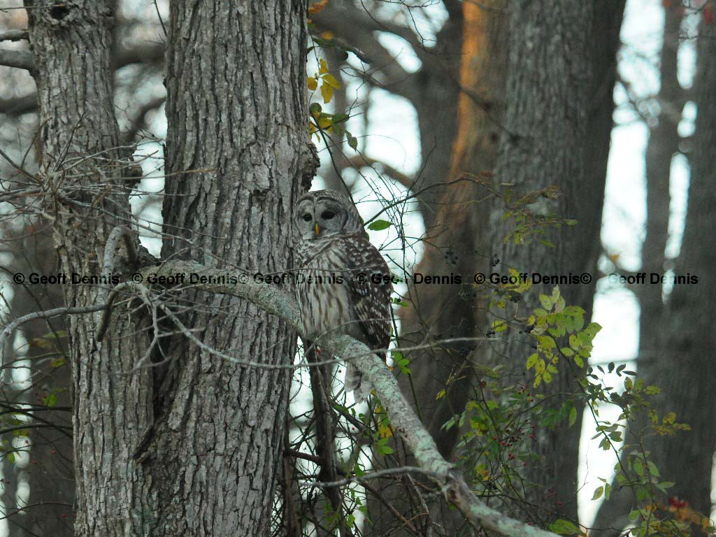 BAOW-AK_Barred-Owl