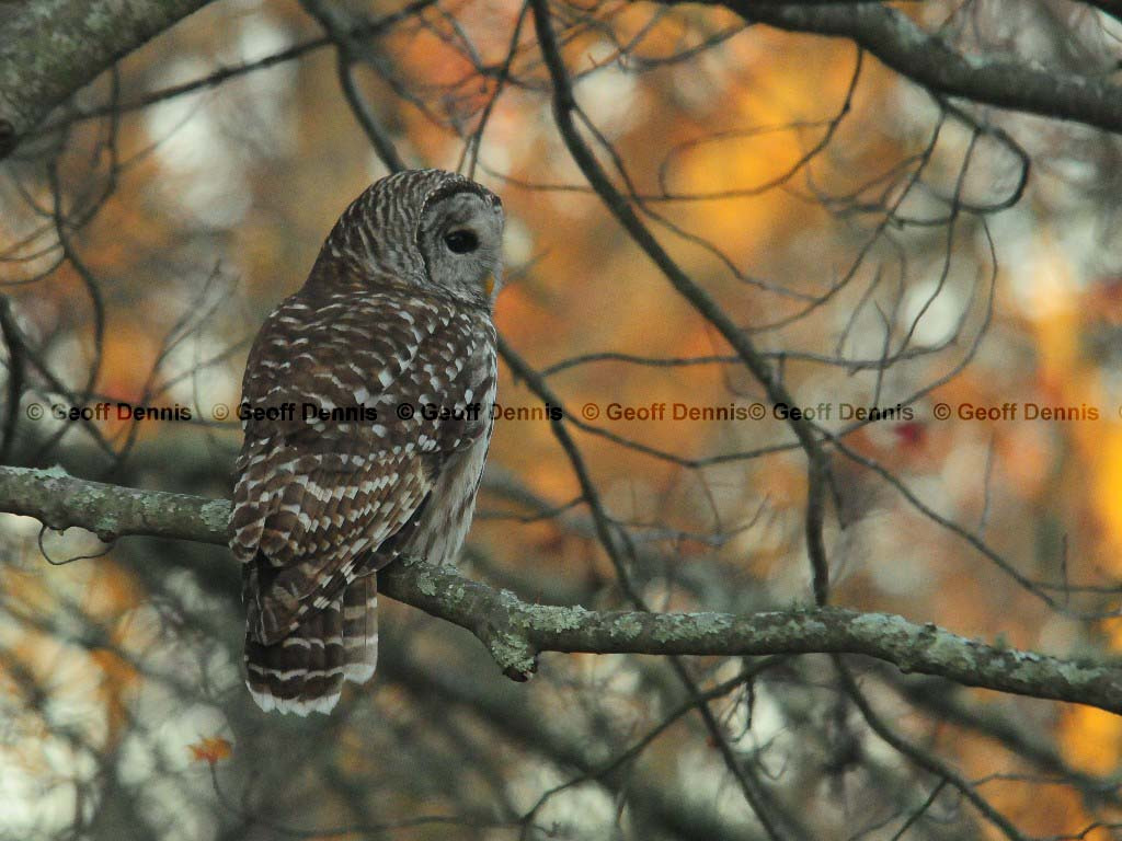 BAOW-AL_Barred-Owl