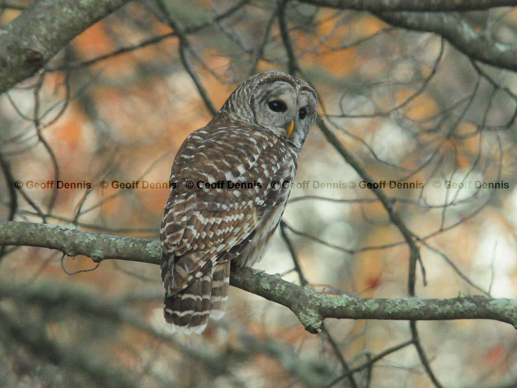 BAOW-AM_Barred-Owl