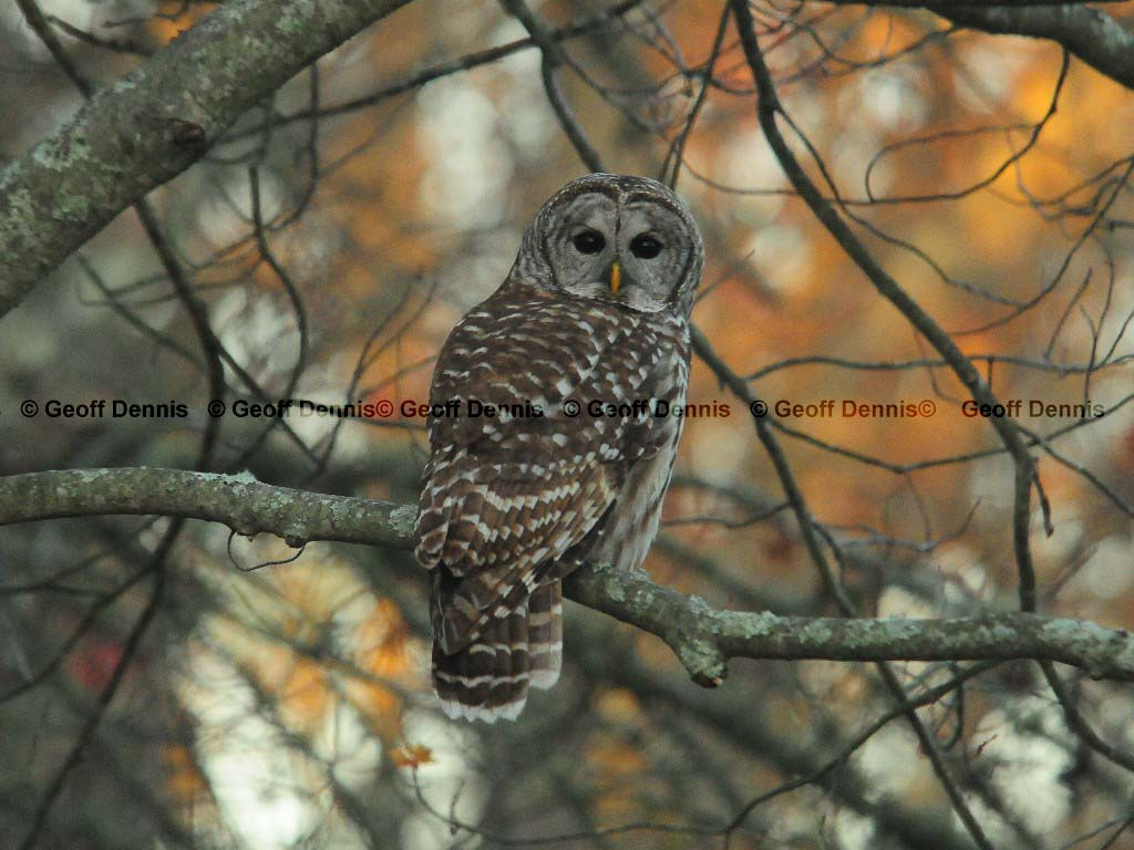 BAOW-AN_Barred-Owl