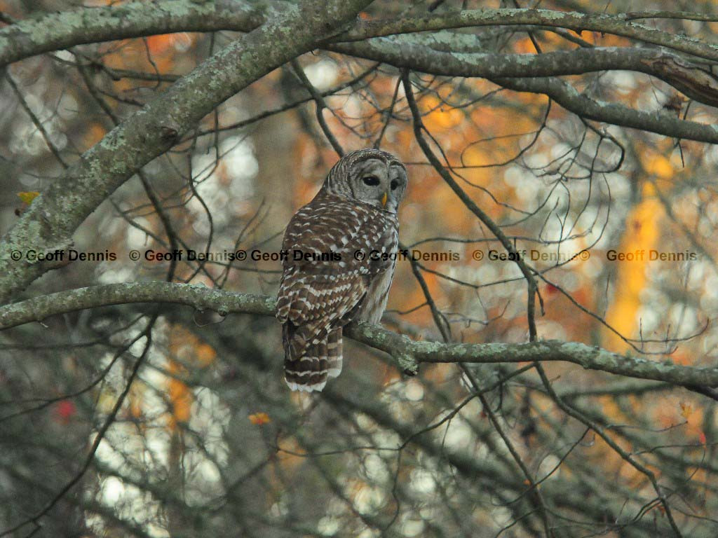 BAOW-AO_Barred-Owl