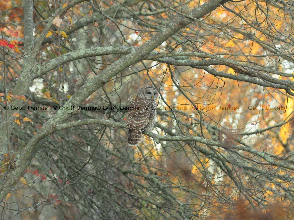 BAOW-AP_Barred-Owl
