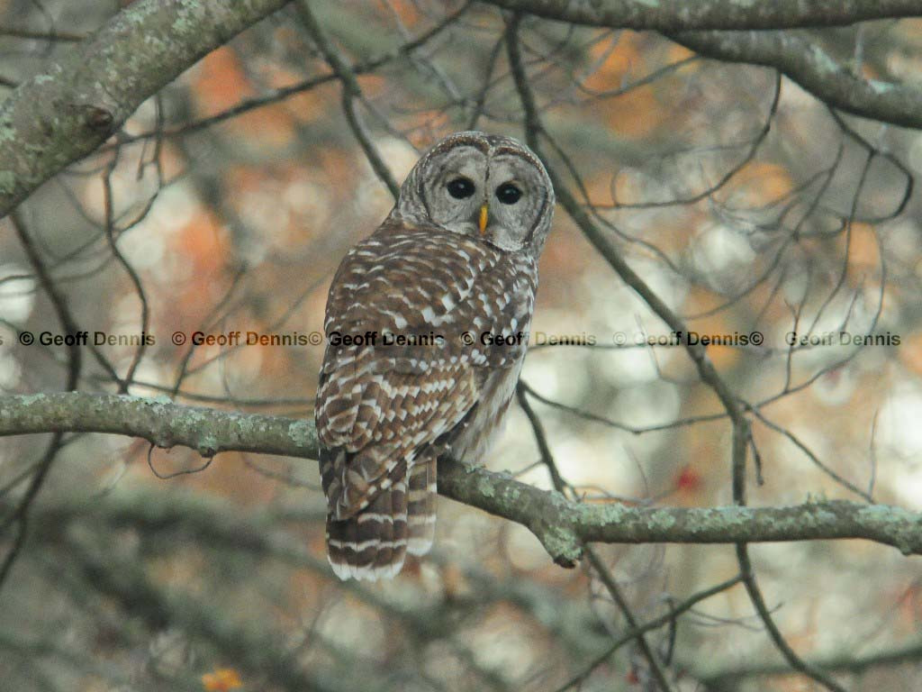 BAOW-AQ_Barred-Owl