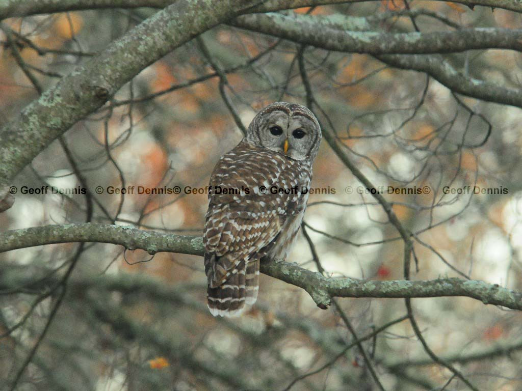 BAOW-AR_Barred-Owl