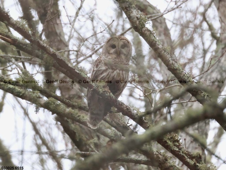 BAOW-AT_Barred-Owl