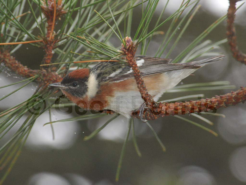 BBWA-AA_Bay-breasted-Warbler
