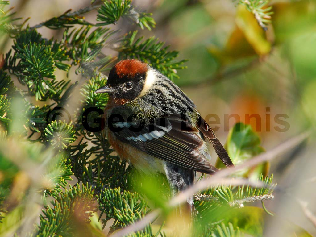 BBWA-AB_Bay-breasted-Warbler