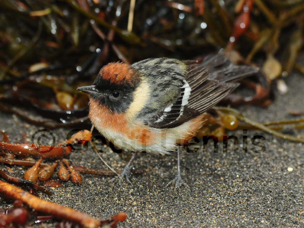 BBWA-AC_Bay-breasted-Warbler
