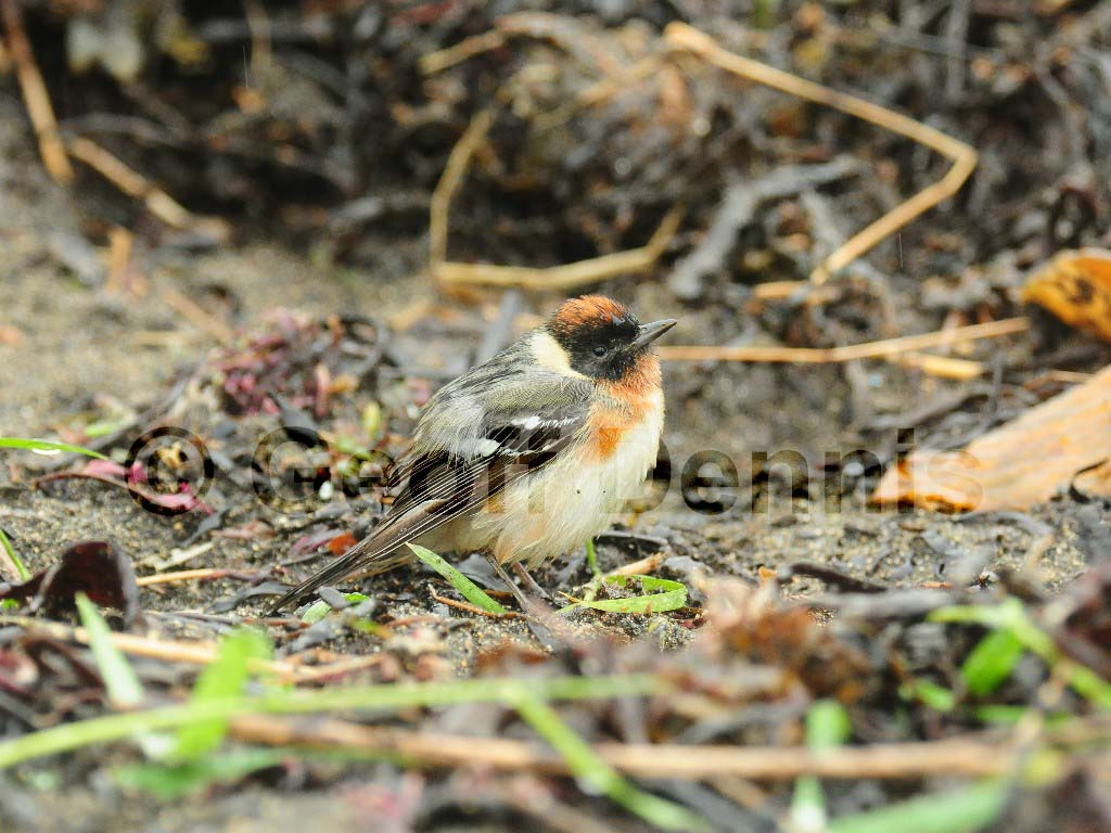 BBWA-AD_Bay-breasted-Warbler