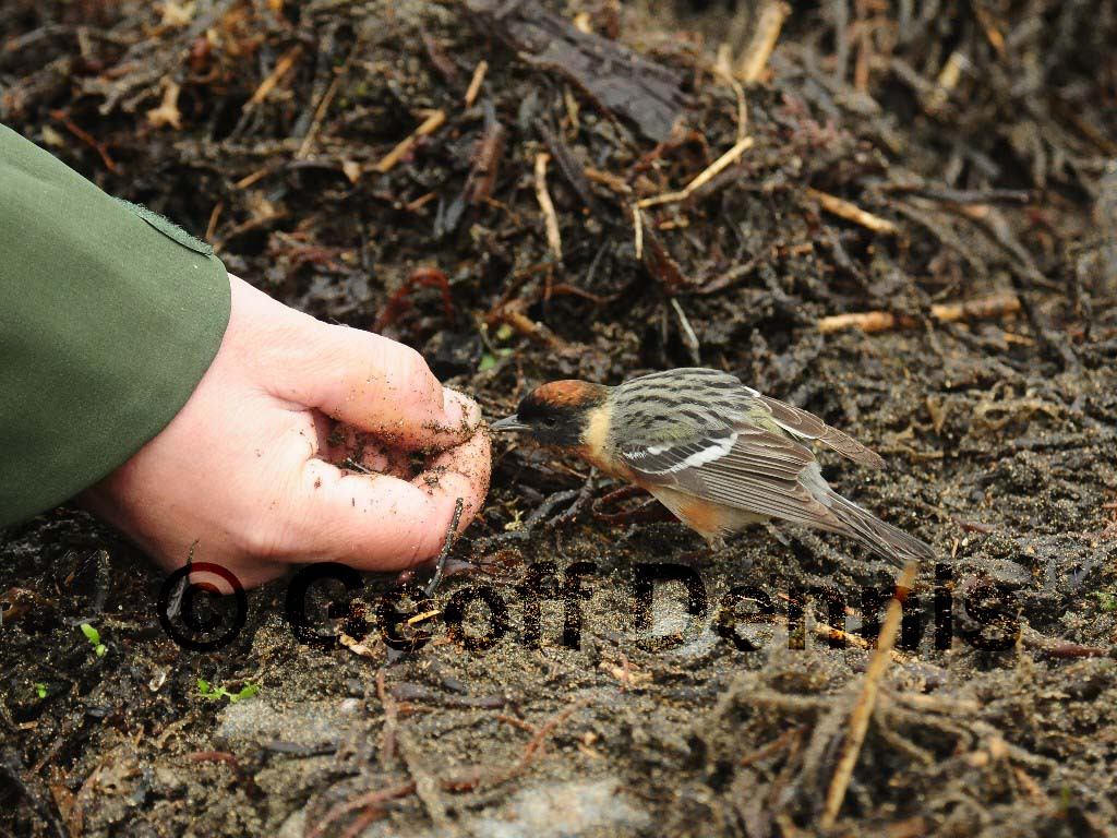 BBWA-AF_Bay-breasted-Warbler