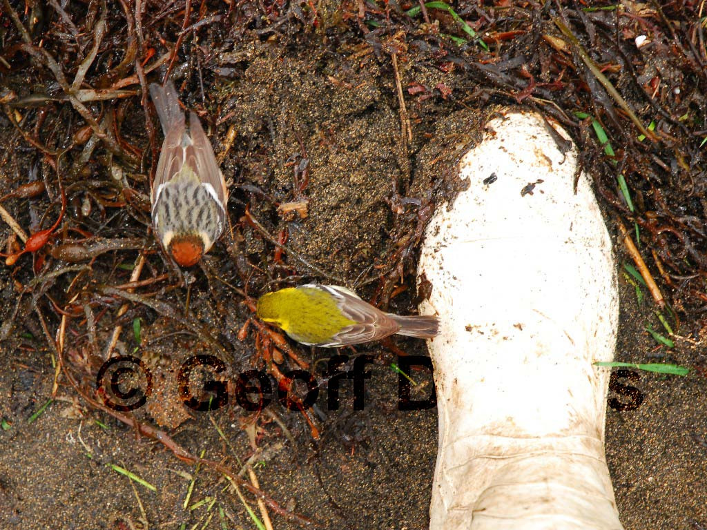 BBWA-AG_Bay-breasted-Warbler