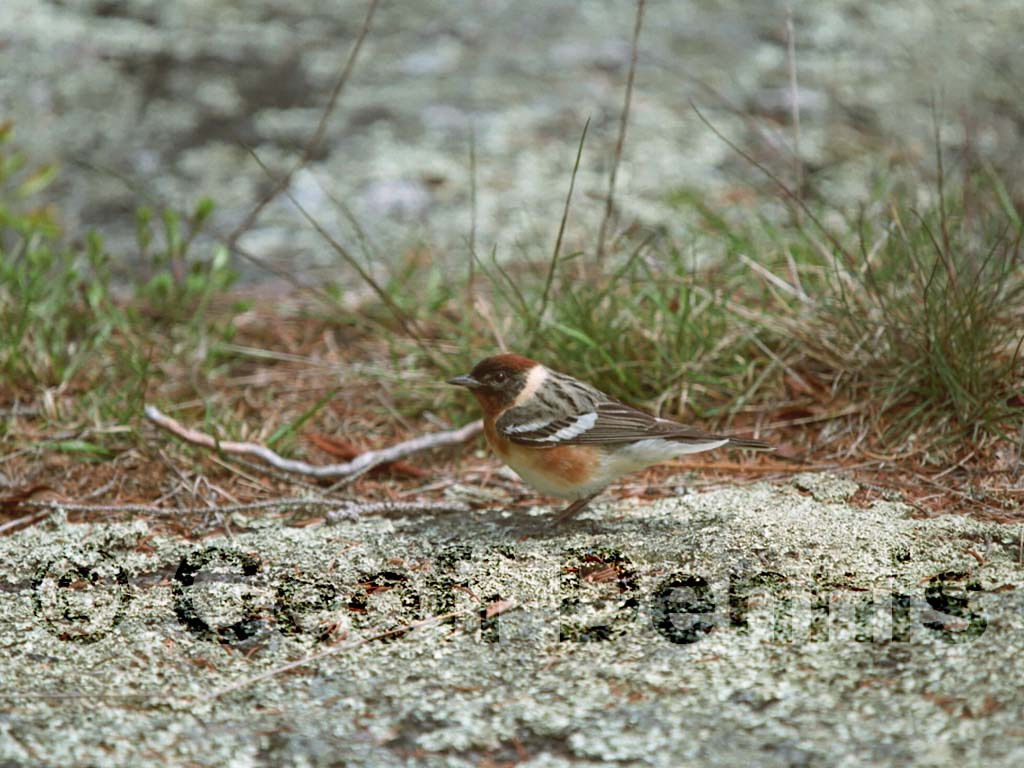 BBWA-AK_Bay-breasted-Warbler