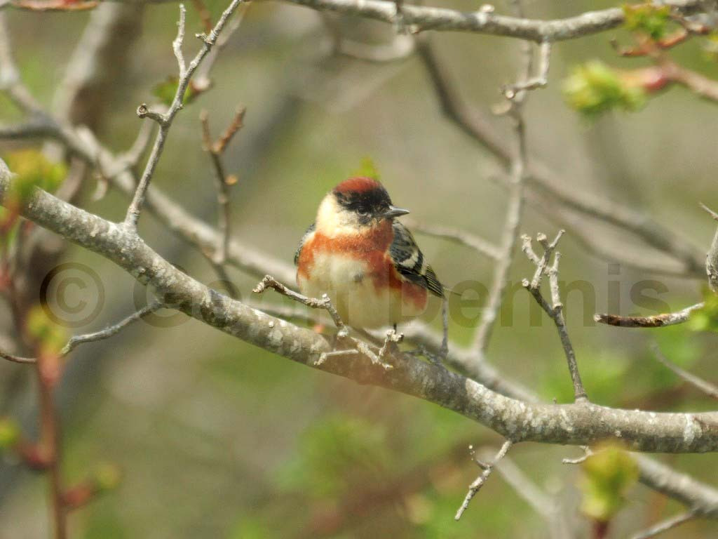 BBWA-AL_Bay-breasted-Warbler