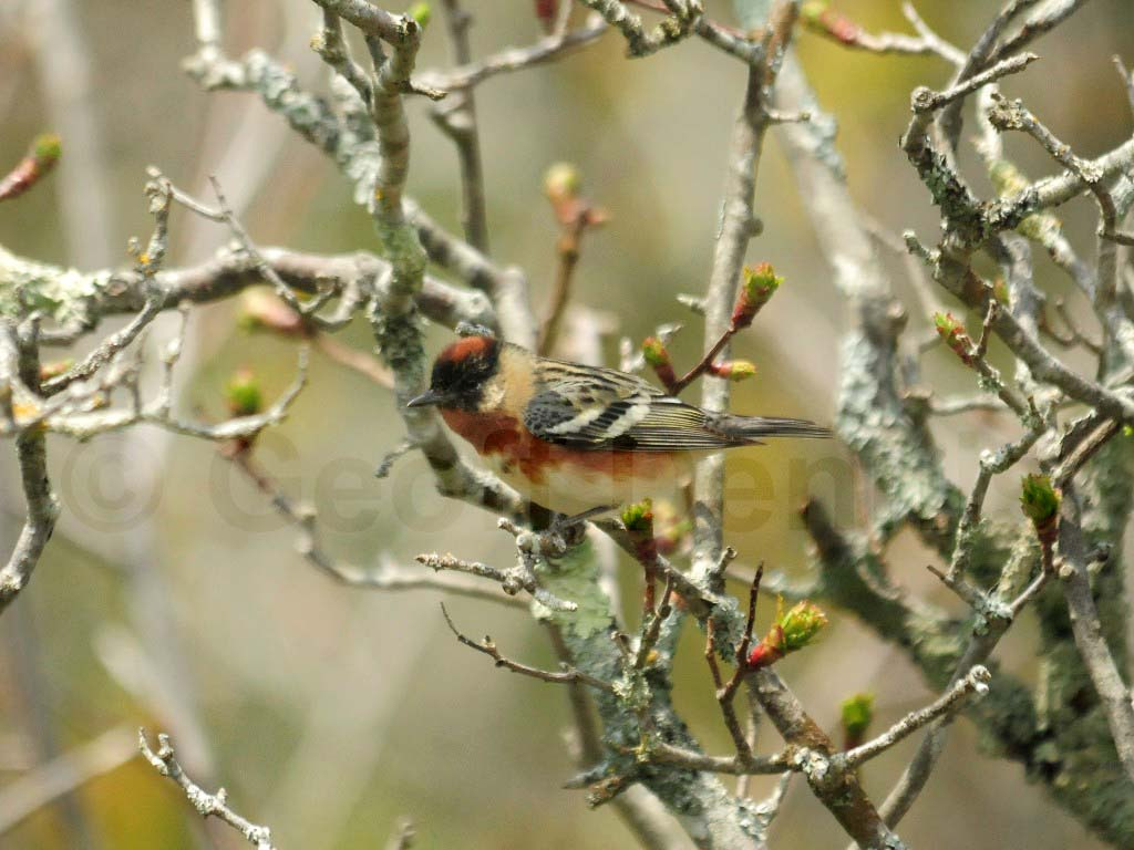 BBWA-AM_Bay-breasted-Warbler